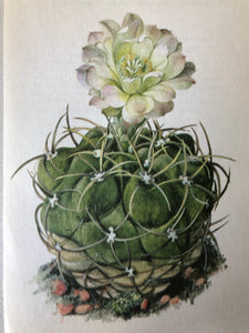 1950s Botanical Cacti Print, White