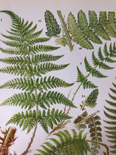 Load image into Gallery viewer, Pair of Vintage Botanical Fern prints