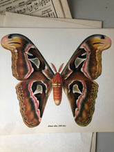 Load image into Gallery viewer, Vintage Moth Bookplate, Attacas Atlas