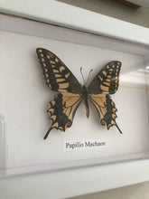 Load image into Gallery viewer, Vintage Framed Butterfly, Papilio