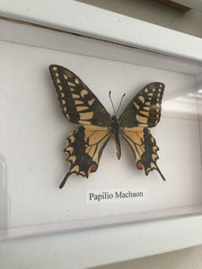 Vintage Framed Butterfly, Papilio