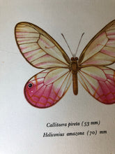 Load image into Gallery viewer, Pair of Vintage Butterfly Bookplates / Prints, Callitaera Pireta