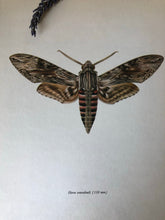 Load image into Gallery viewer, Pair of Vintage Butterfly Bookplates / Prints, Thecla Betulae