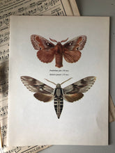 Load image into Gallery viewer, Vintage Bookplate, Dendrolimus Moth