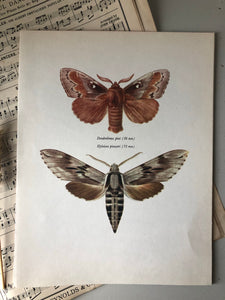 Vintage Bookplate, Dendrolimus Moth