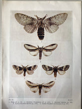 Load image into Gallery viewer, Framed 1920&#39;s Garden Butterflies Bookplate