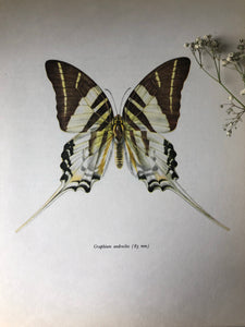 Vintage Butterfly Print, Graphium Androcles