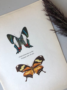Original Butterfly Bookplate, Ancyluris Formosissima