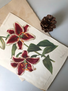NEW - 1950s Botanical print