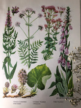 Load image into Gallery viewer, 1960s Botanical Print, Foxglove