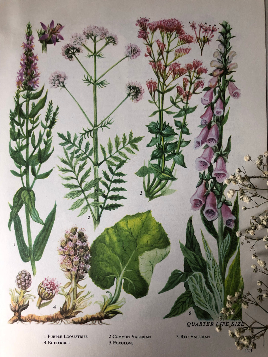 1960s Botanical Print, Foxglove