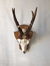 Load image into Gallery viewer, NEW - Vintage Austrian Roe Deer Antlers