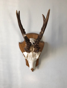 NEW - Vintage Austrian Roe Deer Antlers