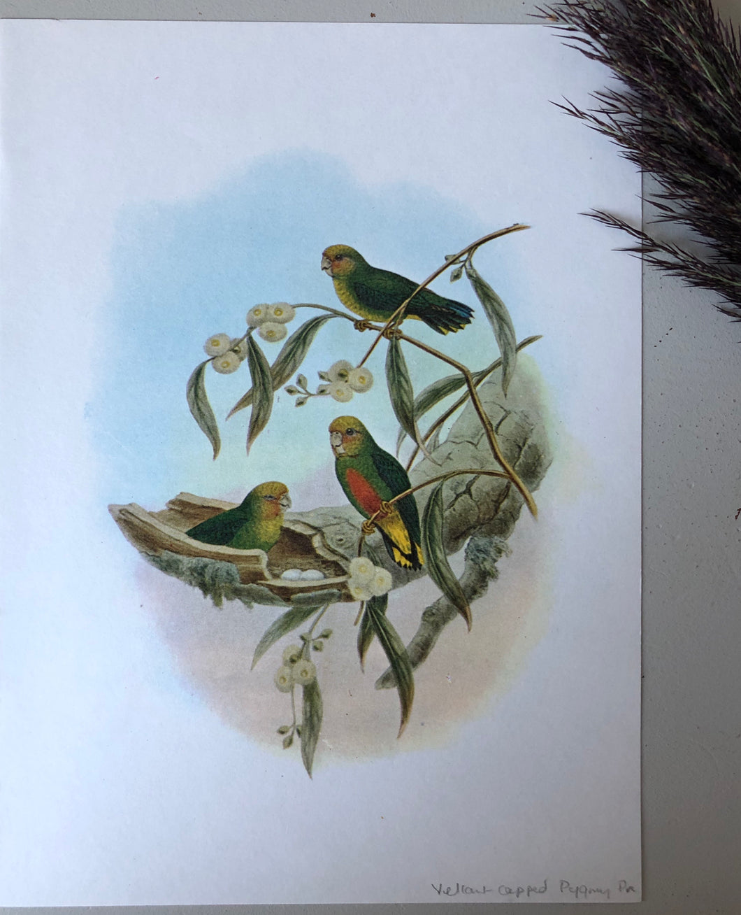 1970s Botanical Bird Bookplate