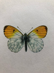 Vintage Butterfly Print, 4 mini butterflies