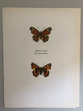 Load image into Gallery viewer, Original Butterfly Bookplate, Nymphalis