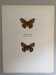Original Butterfly Bookplate, Nymphalis