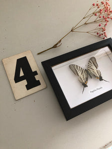 Vintage Framed Butterfly, Papilio Pazala