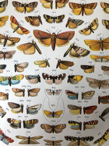 Original Butterfly/Moth Bookplate, Plate 33