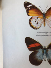 Load image into Gallery viewer, Pair of Vintage Butterfly Bookplates / Prints, Argynnis paphia