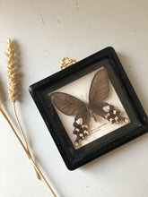 Load image into Gallery viewer, Antique Framed Vintage Butterfly