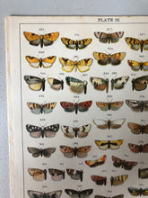 Load image into Gallery viewer, Original Butterfly/Moth Bookplate, Plate 32