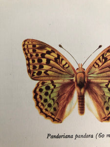 Original Butterfly Bookplate, Pandoriana