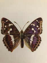 Load image into Gallery viewer, Original Butterfly Bookplate, Apatura Iris