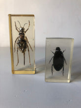 Load image into Gallery viewer, Vintage Insect Resin Block