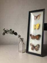 Load image into Gallery viewer, Vintage Butterfly Frame