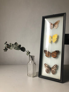 Vintage Butterfly Frame