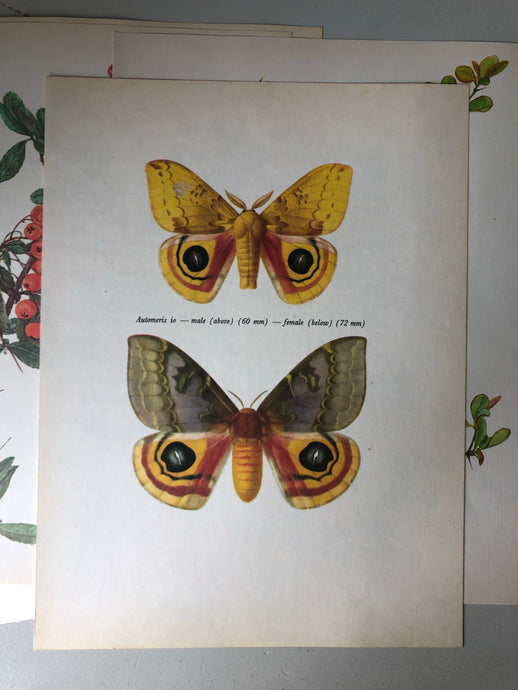 1960s Moth Bookplate, Automeris