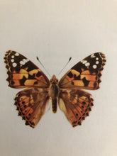 Load image into Gallery viewer, Original Butterfly Bookplate, Vanessa Cardui