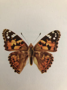 Original Butterfly Bookplate, Vanessa Cardui