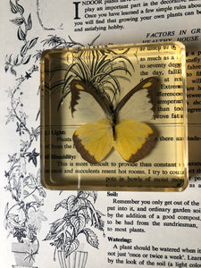 Vintage Butterfly Paperweight