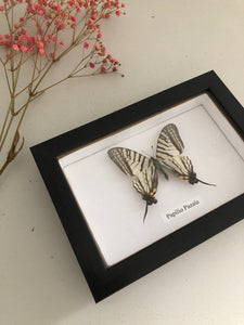 Vintage Framed Butterfly, Papilio Pazala