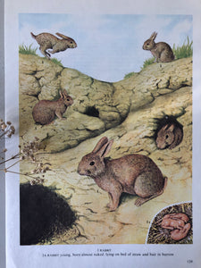 Vintage Wild Rabbits bookplate