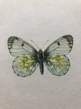 Load image into Gallery viewer, Vintage Butterfly Print, 4 mini butterflies