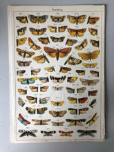 Load image into Gallery viewer, Original Butterfly/Moth Bookplate, Plate 33