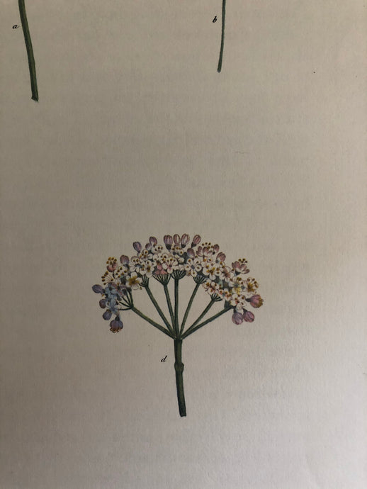 1960s Botanical Dandelion print