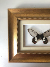 Load image into Gallery viewer, Framed Vintage Butterfly