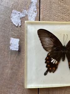 Vintage Butterfly set in resin