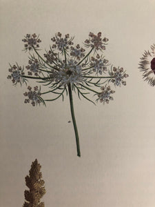 1960s Botanical Dandelion print