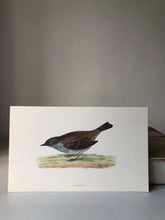 Load image into Gallery viewer, Vintage Bird Prints
