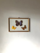 Load image into Gallery viewer, Butterflies in Vintage Frame