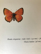 Load image into Gallery viewer, Pair of Vintage Butterfly Bookplates / Prints, Thecla Betulae