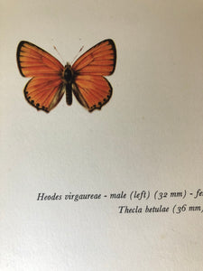 Pair of Vintage Butterfly Bookplates / Prints, Thecla Betulae