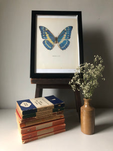 Original Butterfly Bookplate, Morpho Cypris