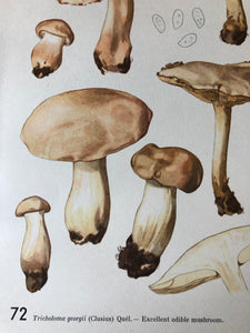 Vintage Mushroom bookplate