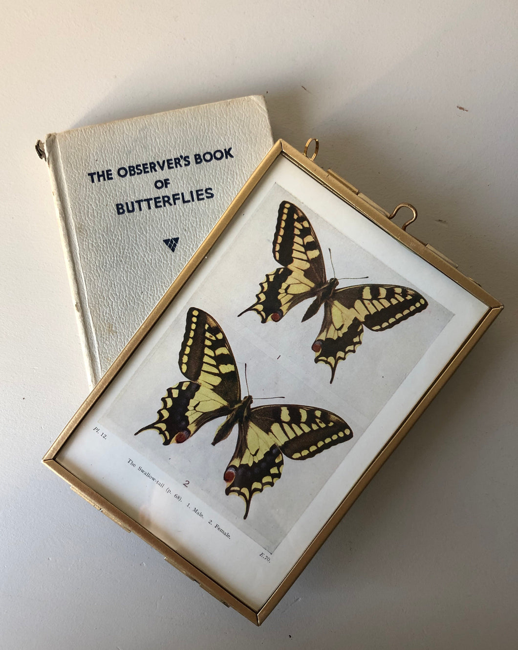 NEW - Framed 1920's Butterfly Bookplate, Swallow-tail